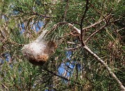 20 Nido di processionaria su pino mugo ad alto fusto